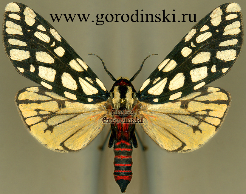 http://www.gorodinski.ru/arctiidae/Alphaea khasiana.jpg